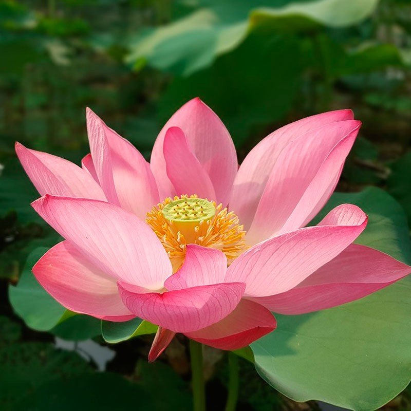 como cultivar flor de lótus