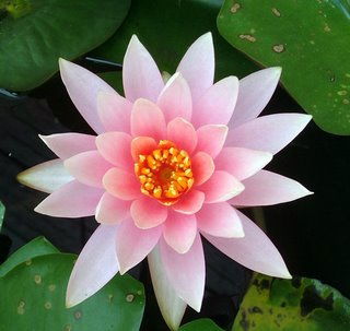 simbolismo budista flor de lótus