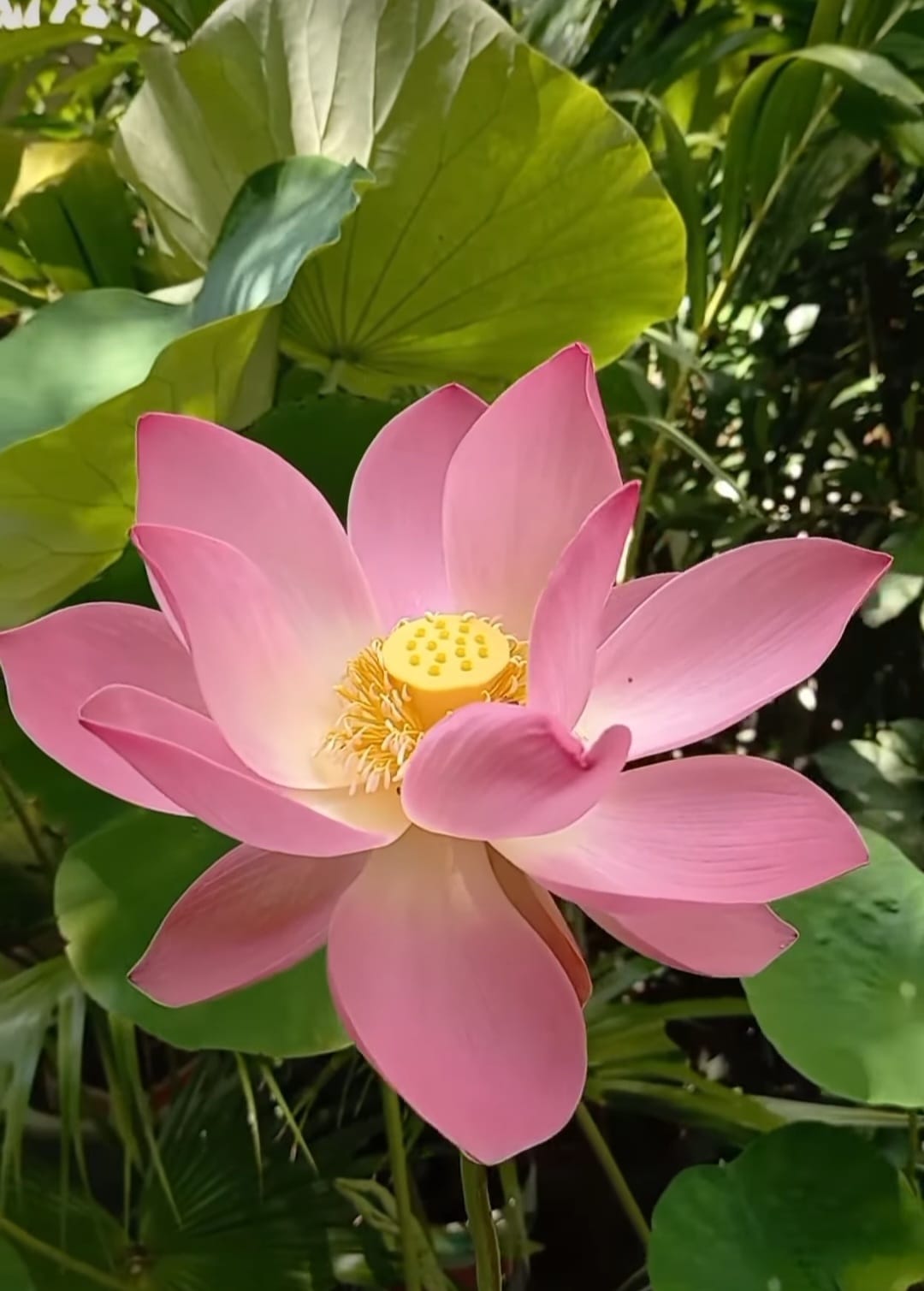 como cultivar flor de lótus