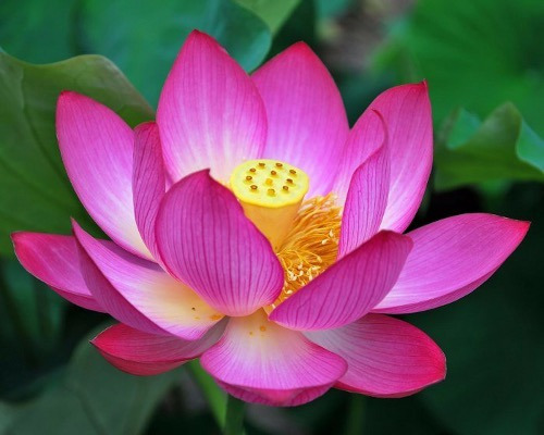 flor de lótus rosa significado