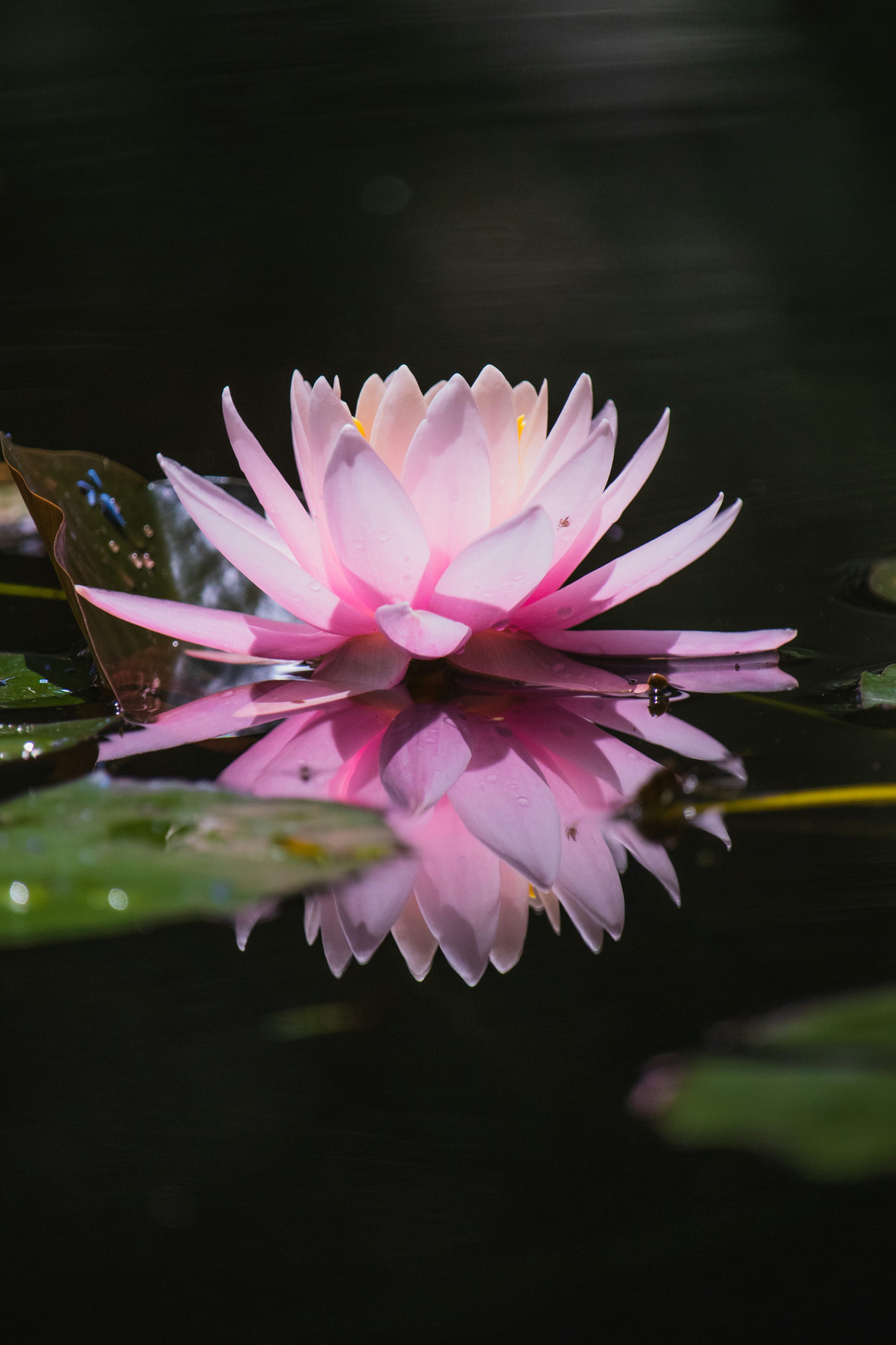 flor de lótus branca significado