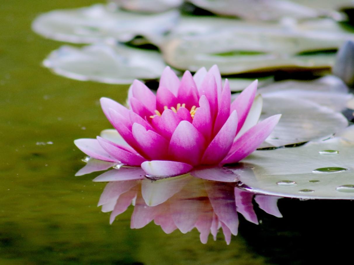 flor de lótus rosa significado