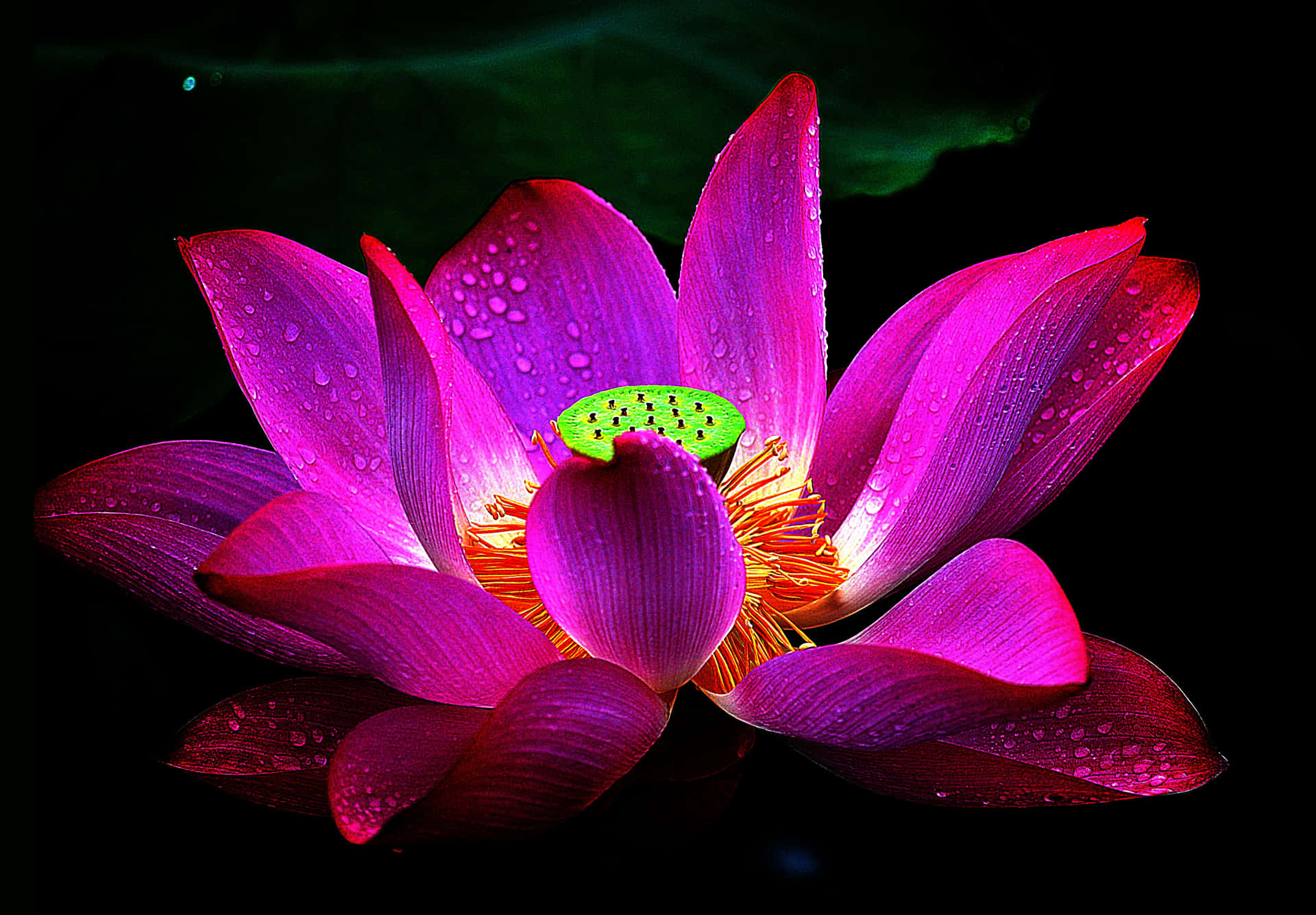 flor de lótus roxa significado