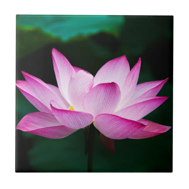flor de lótus vermelha significado