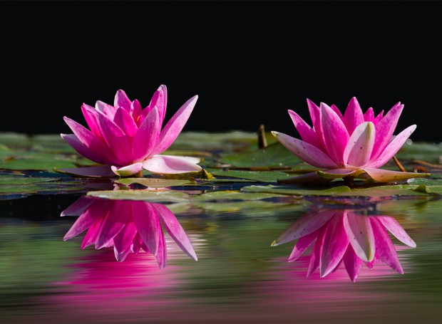 flor de lótus roxa significado