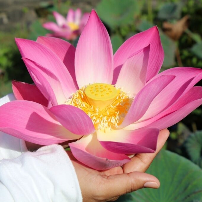 flor de lótus para decoração