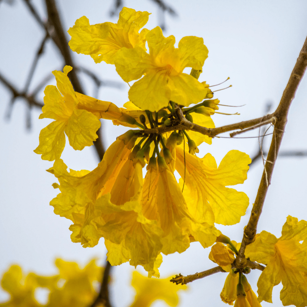 flor ipê amarelo