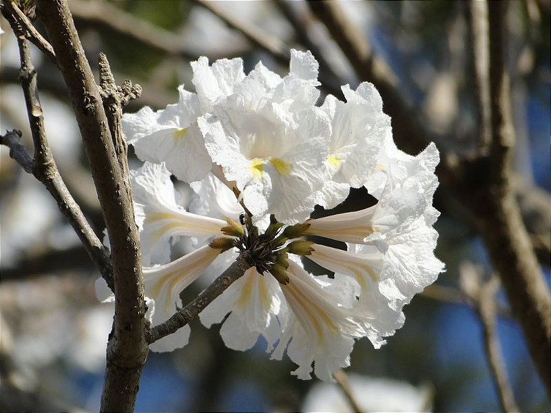 ipe ornamental
