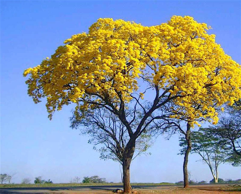 ipe poda