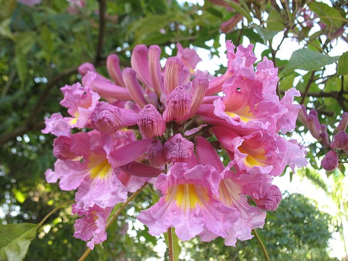 flor ipê rosa