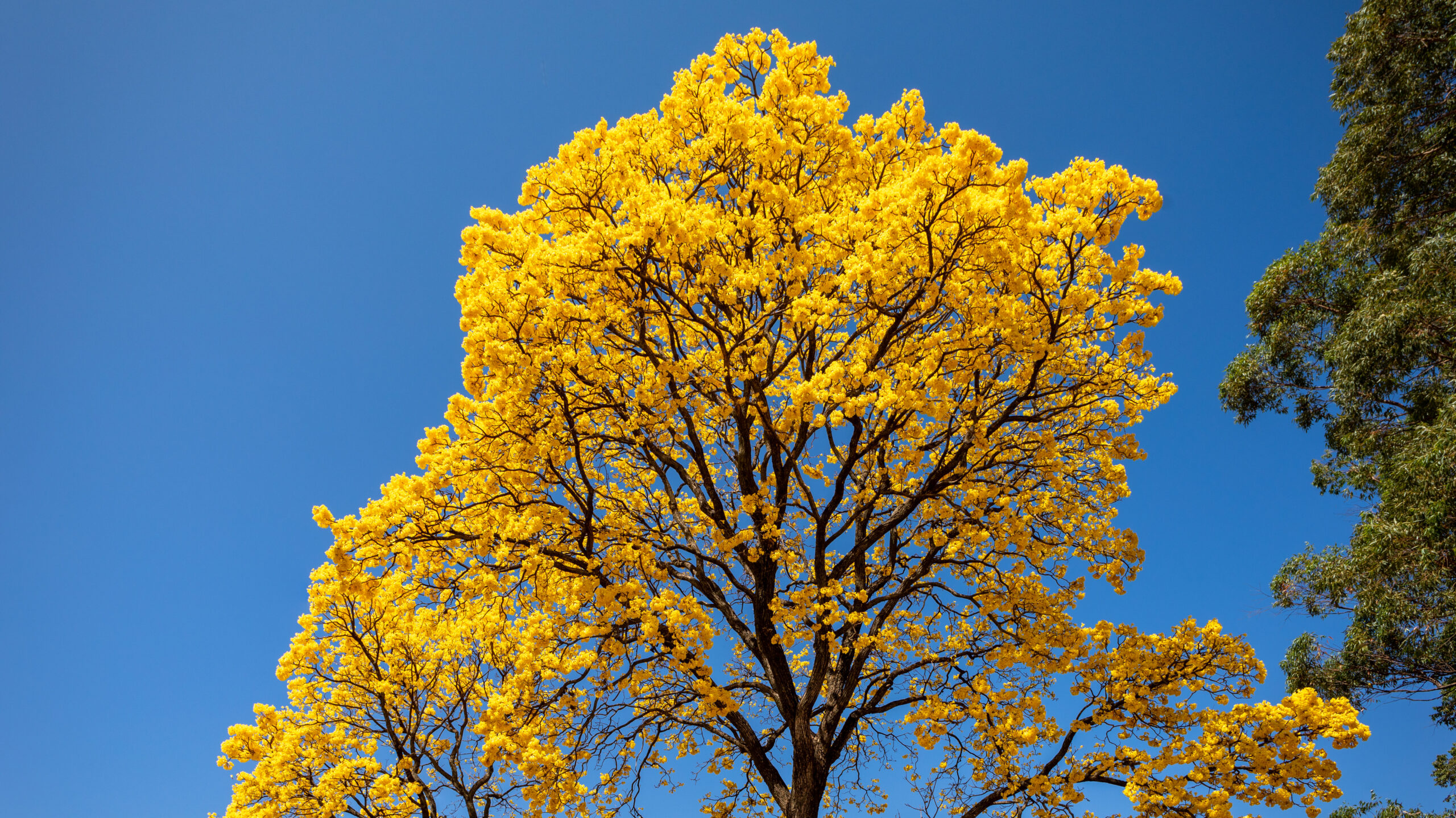 flor ipê amarelo