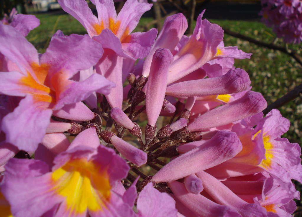 flor ipê roxo