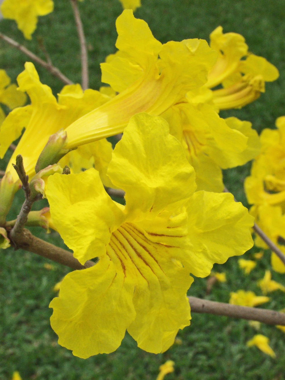 flor ipê branco
