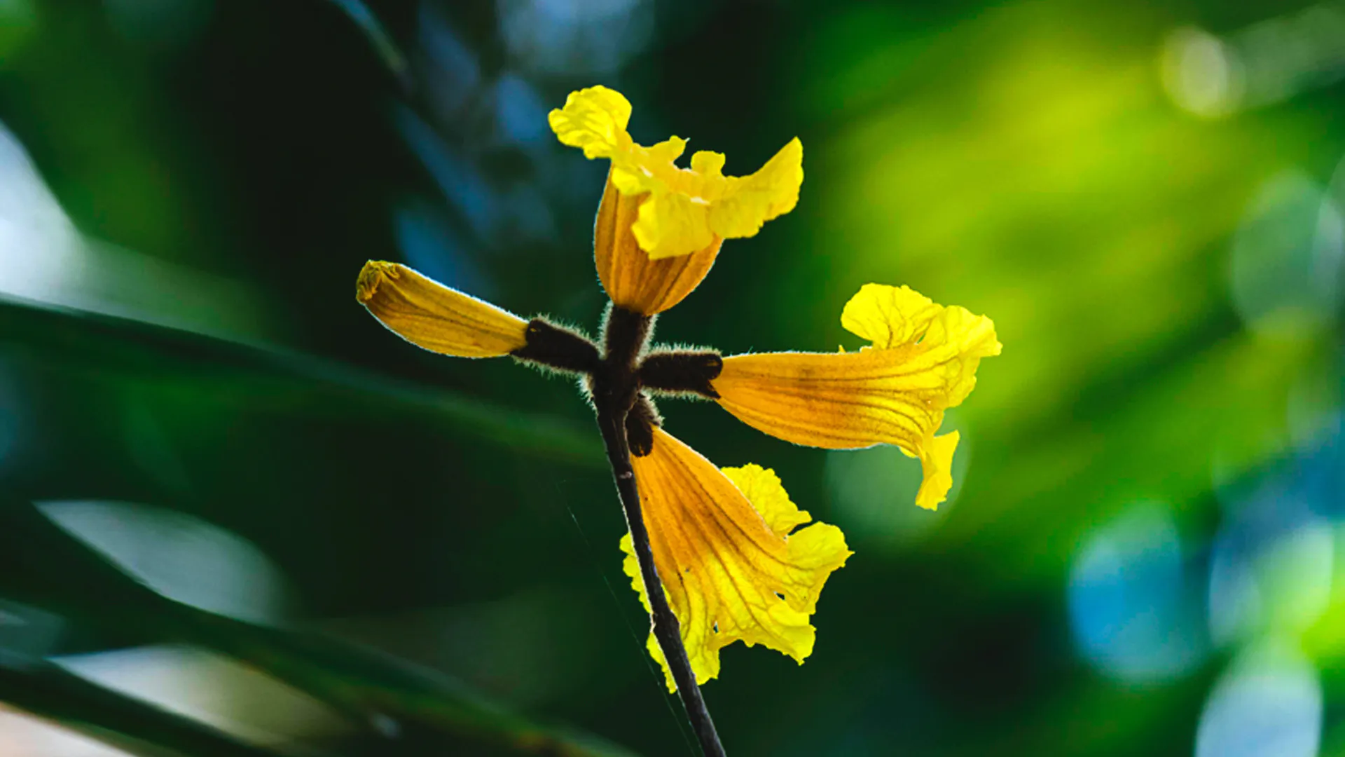 ipe florada