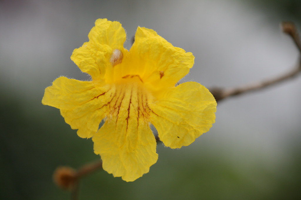 ipe época de florada