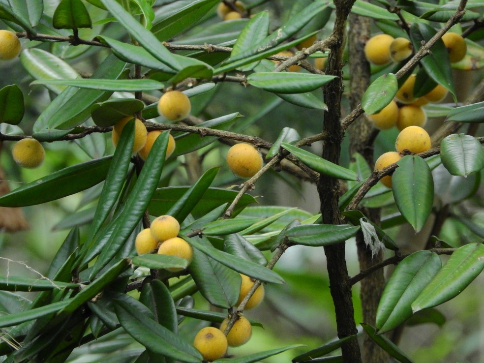 Fruta nativa Mata Atlântica
