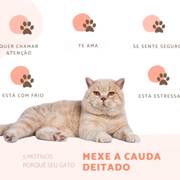 gato abanando o rabo o que significa