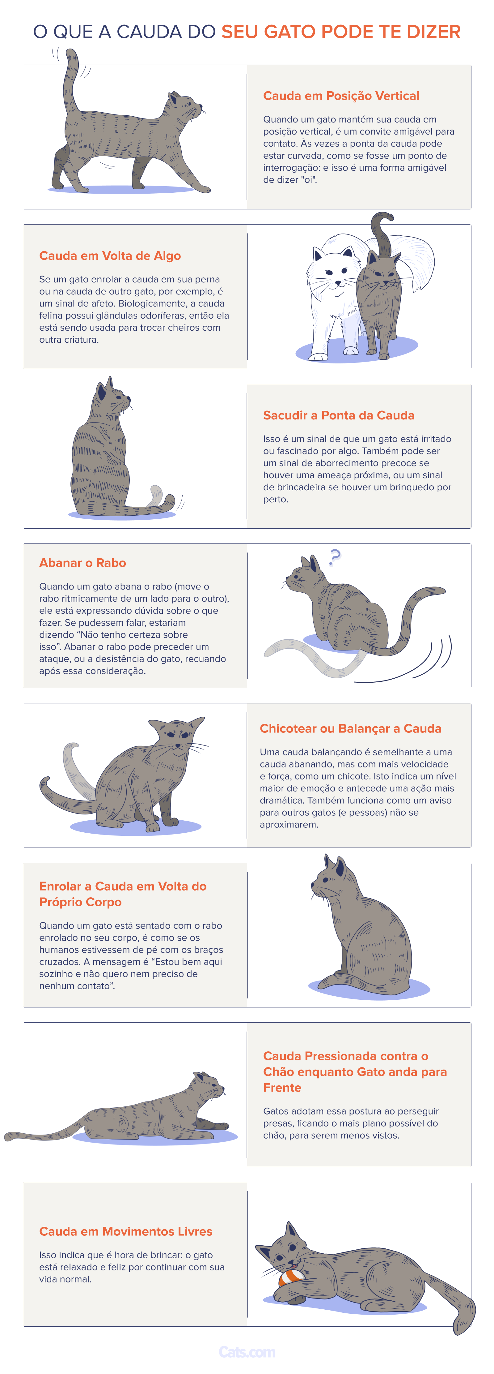 A Linguagem Corporal Completa dos Gatos: Orelhas