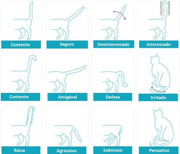 Mitos e Verdades Sobre o Comportamento Felino: O Que Você Precisa Saber