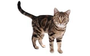 Quando Procurar um Veterinário: Sinais de Dor ou Medo Persistente em Gatos