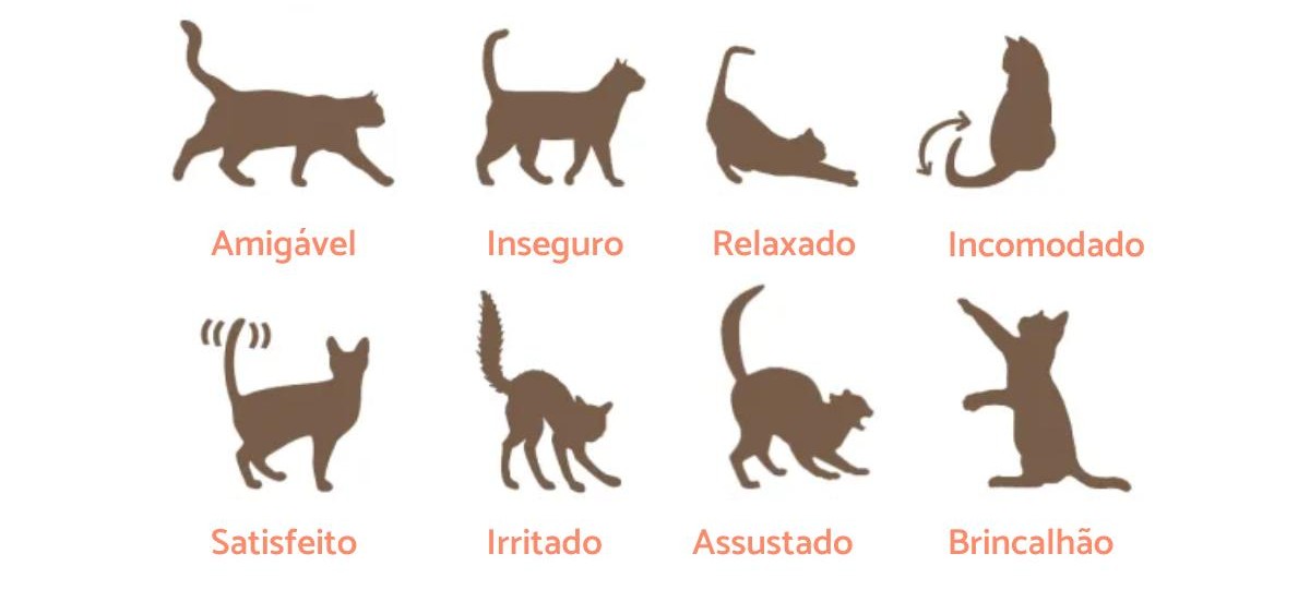 gato abanando o rabo o que significa