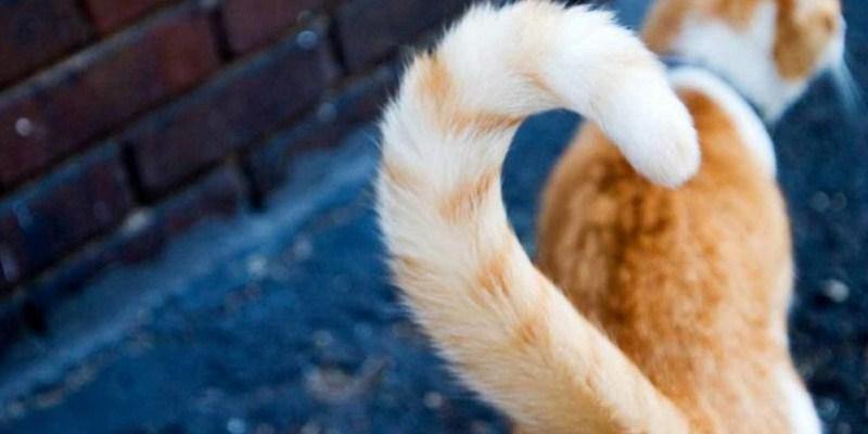 A Linguagem Corporal Completa dos Gatos: Orelhas