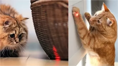 gato correndo atrás de luz laser (cuidados)