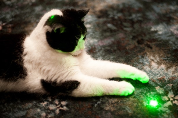 5 ideias de títulos:
1. Laser para Gatos: Os Perigos Escondidos e Como Brincar com Segurança.
2. Gatos e Laser: Por Que a 