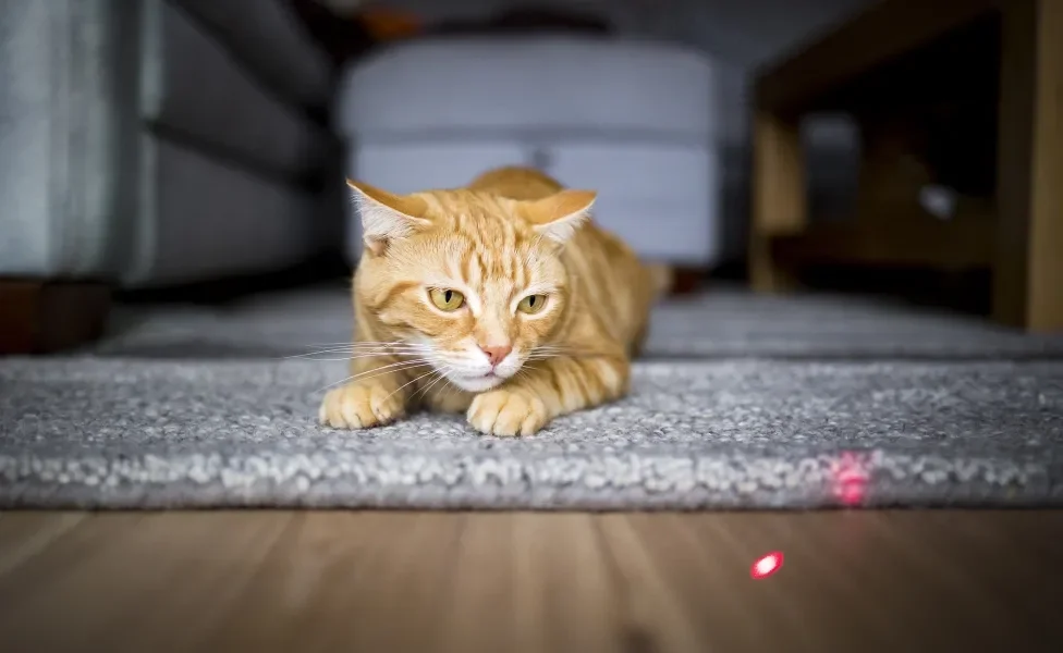 gato correndo atrás de luz laser (cuidados)