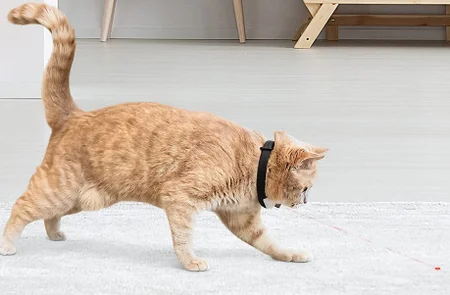 5 ideias de títulos:
1. Laser para Gatos: Os Perigos Escondidos e Como Brincar com Segurança.
2. Gatos e Laser: Por Que a 