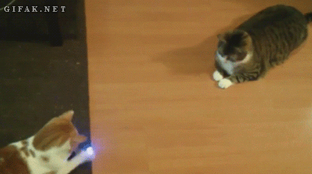 gato correndo atrás de luz laser (cuidados)