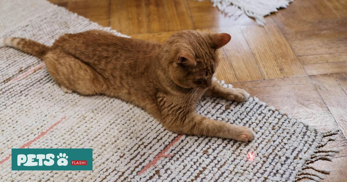 gato correndo atrás de luz laser (cuidados)