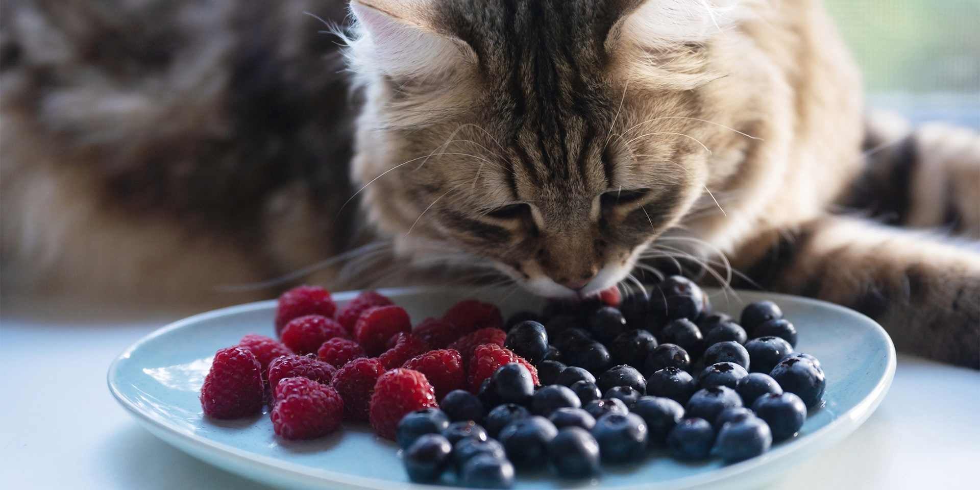 o que fazer gato mia por comida