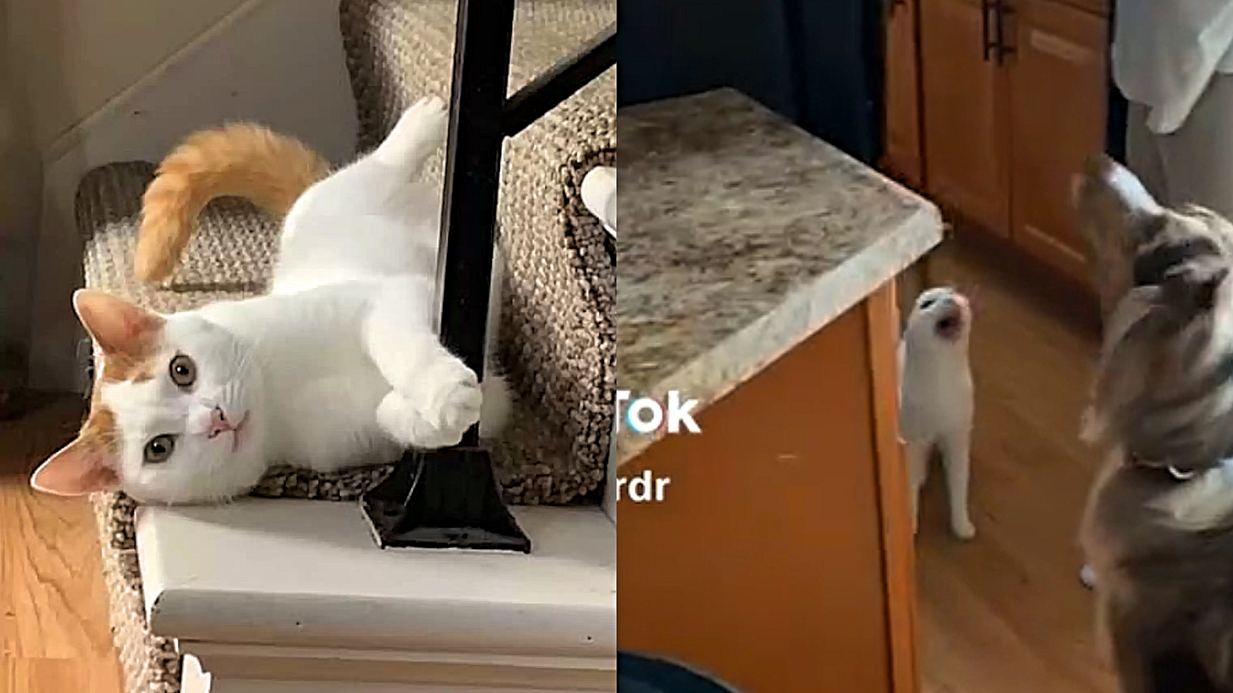 Como identificar a causa do miado excessivo do seu gato