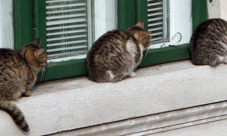 Guia completo de enriquecimento ambiental para gatos