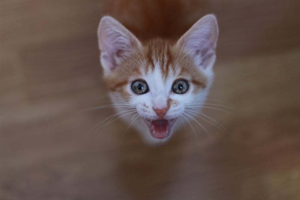 Castração: A solução definitiva para miados hormonais?