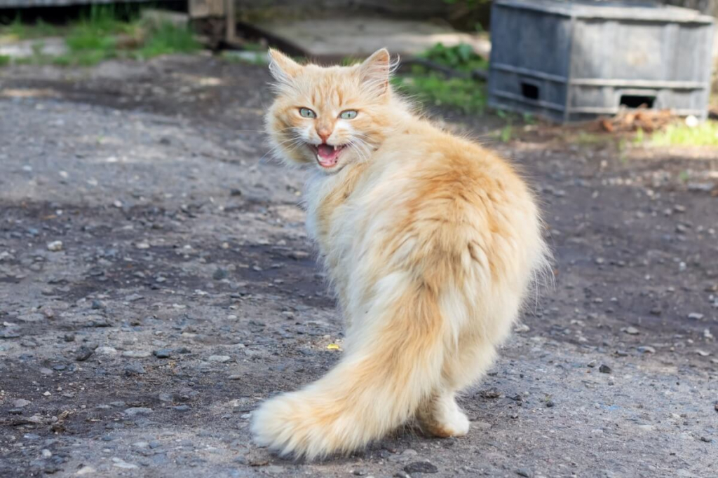 Passeio com guia: É seguro para o seu gato?