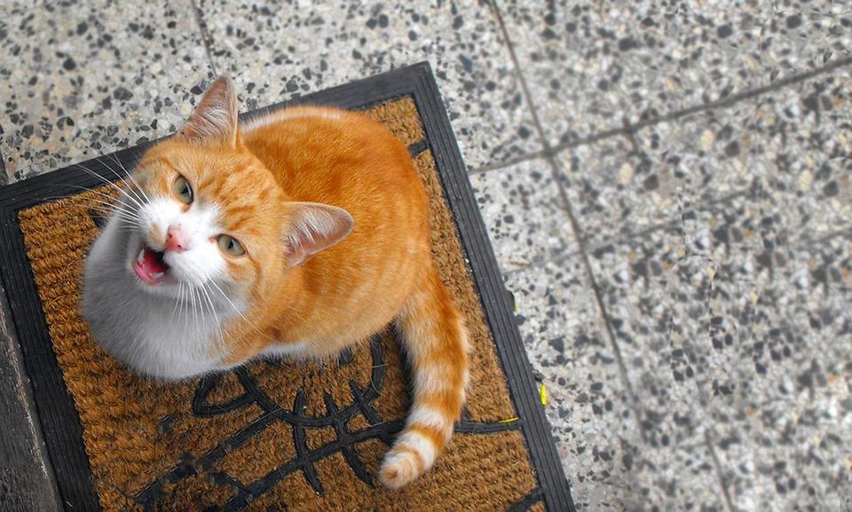 Como identificar a causa do miado excessivo do seu gato