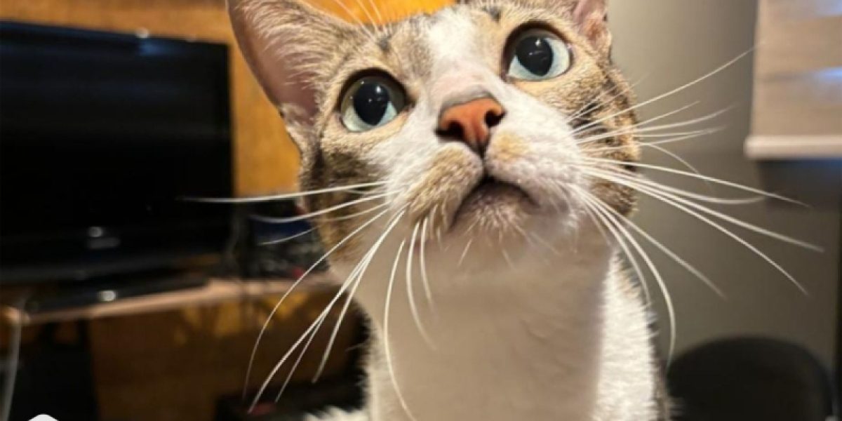 Guia completo de enriquecimento ambiental para gatos