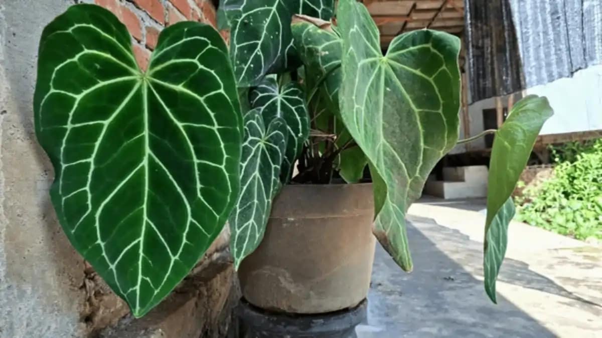 ideias criativas para ganhar dinheiro com plantas em casa