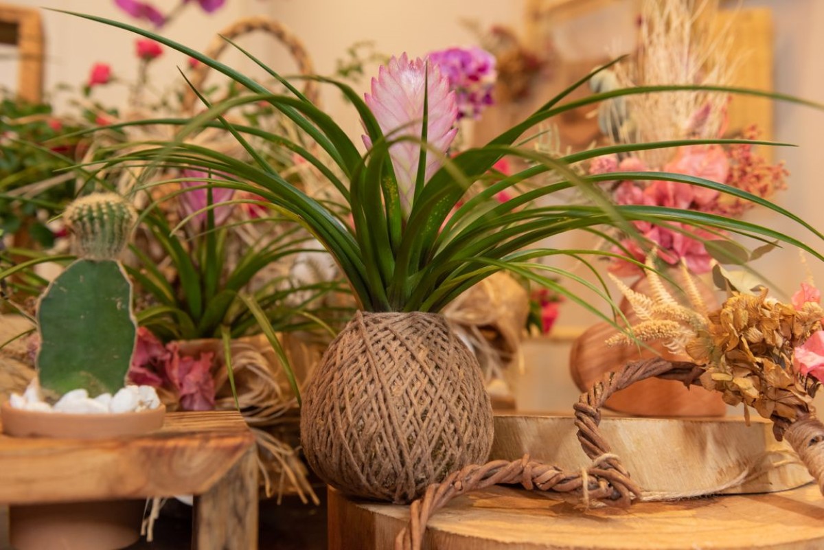 ideias criativas renda extra jardinagem