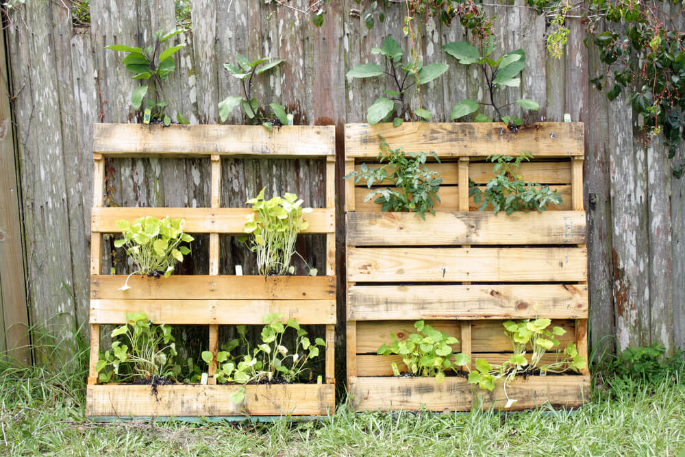 horta vertical com pallet
