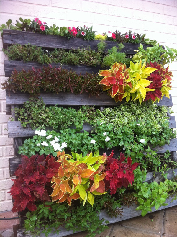 horta vertical com pallet