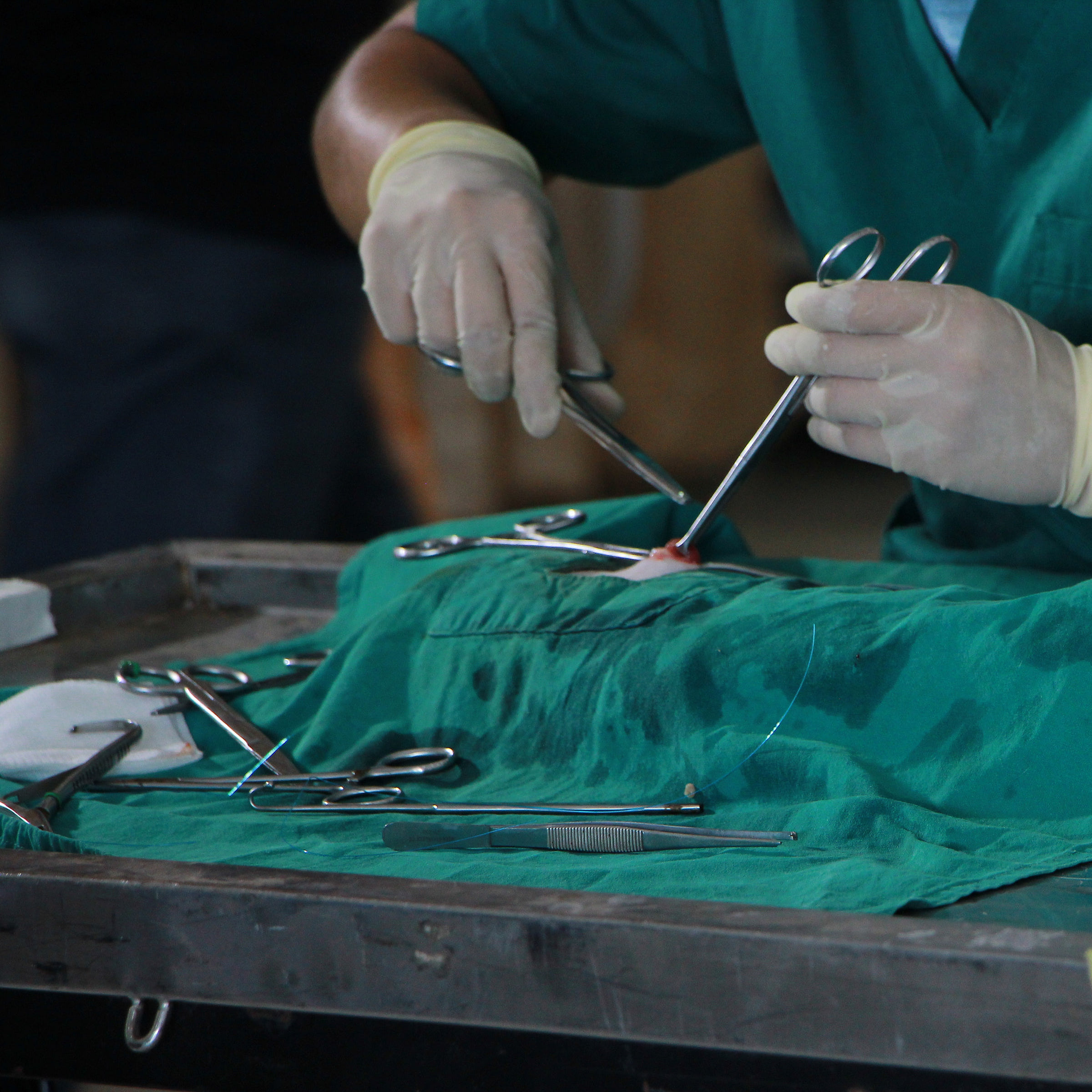 nomes para clínica veterinária especializada em gatos