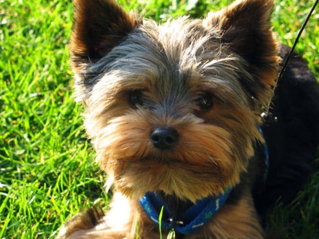 nomes de clínicas veterinárias vs pet shops