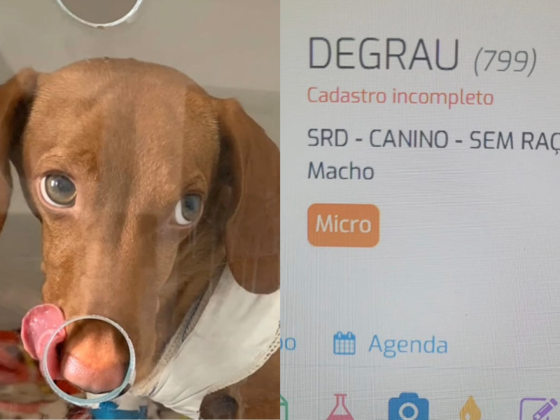 ideias criativas nomes clínica veterinária