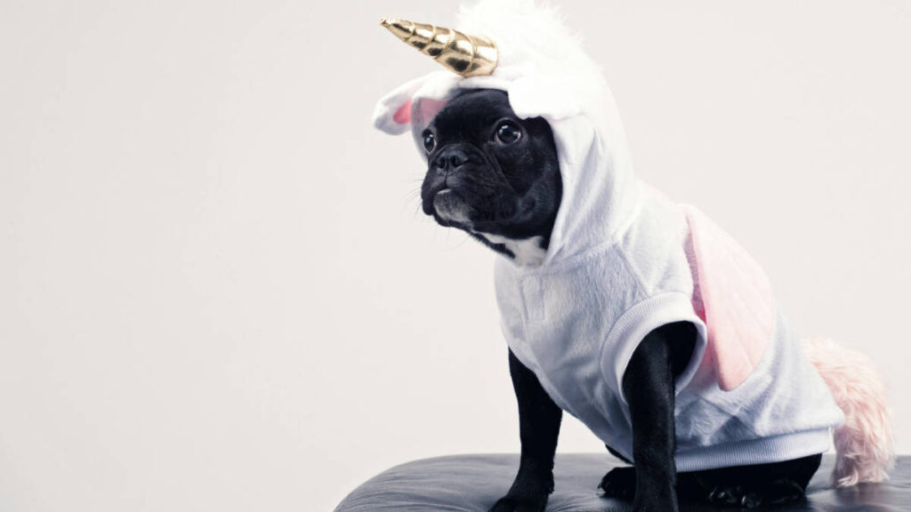 nomes de clínicas veterinárias vs pet shops