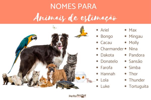 nomes de clínicas veterinárias vs pet shops