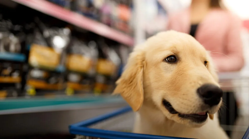 ideias de nomes para pet shop ou banho e tosa