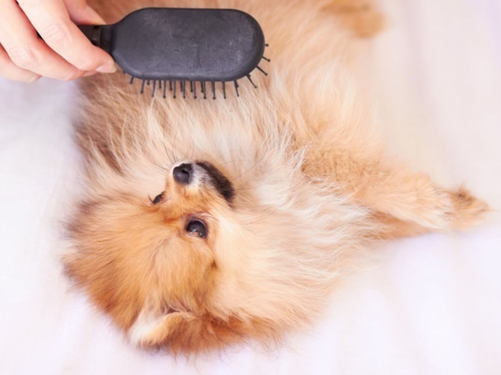 ideias de renda extra com banho em pets em domicílio